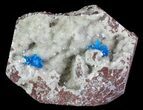 Vibrant Blue Cavansite Clusters on Stilbite - India #67798-1